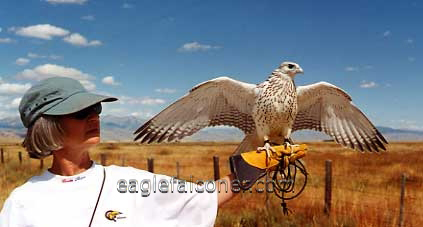 Carron Thee Gyr Falcon