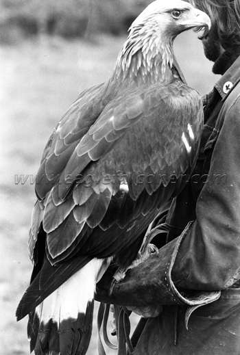Falconry Golden Eagle