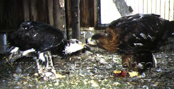 Eagle feeding eaglet