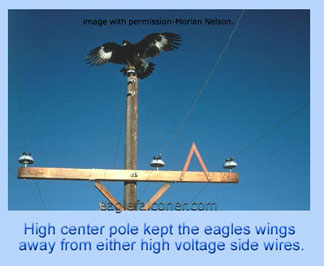 Eagle on electric pylon