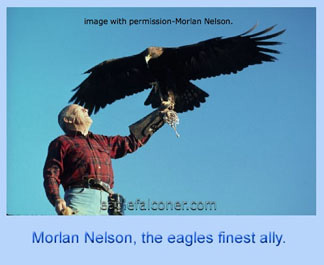 Morley Nelson, golden eagle