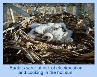 Eaglets in pylon nest