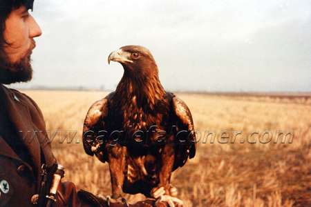 Falconry Golden Eagle