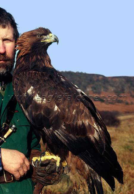 Falconry trained Golden Eagle