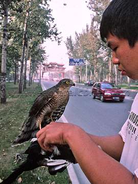 Magpie hawking in China