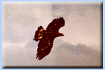 Golden Eagle eaglet