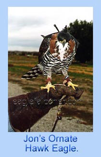 Ornate Hawk Eagle for falconry