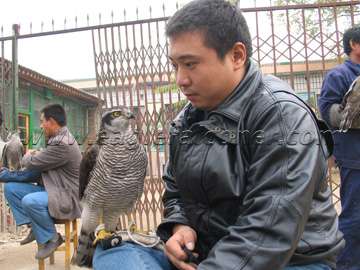 Chinese falconry