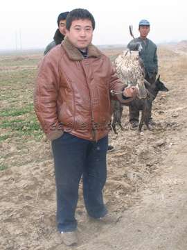 TuHu Chinese falcon