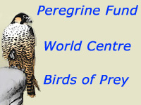 Peregrine Fund, falconers breed raptors