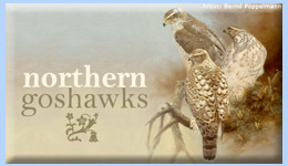 Northern Goshawks