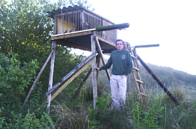 Falconers release saved peregrines