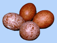 Falconers save peregrine eggs