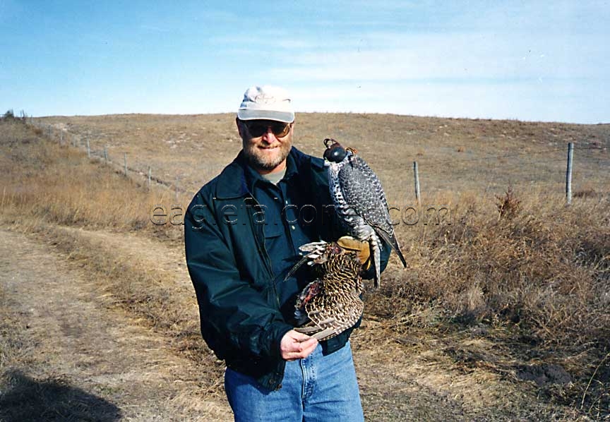 Bruce Haak with Gyr falcon