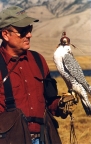 Falconer with gyr falcon