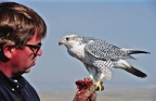 John Dahlke, Wyoming falconer
