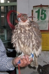 TuHu falcon in China