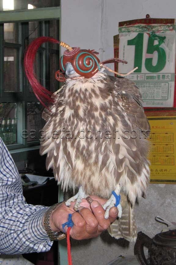 Chinese Saker falcon, hooded