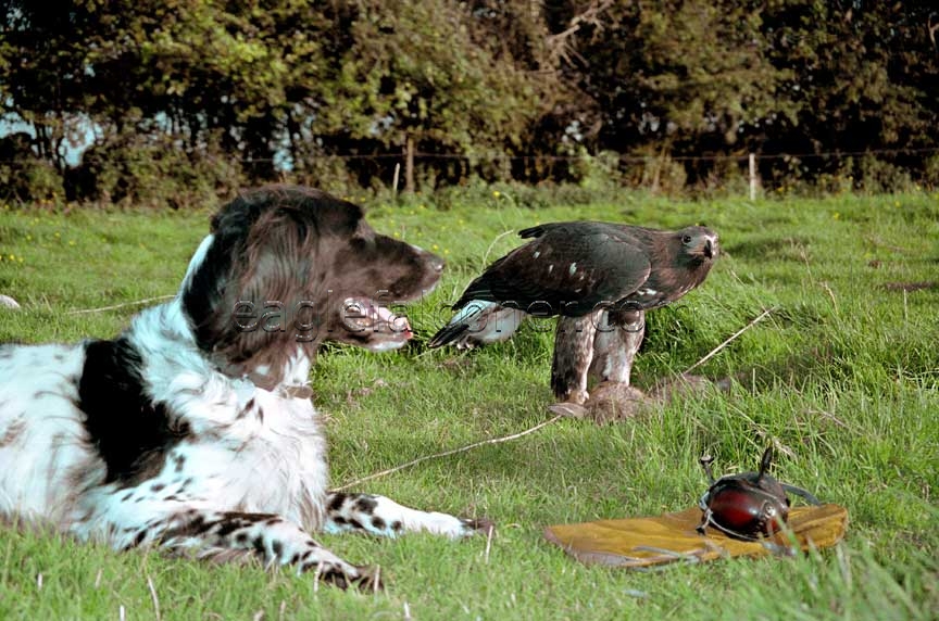 Golden Eagle and dog