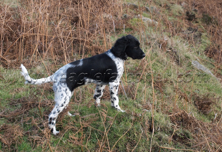 Gracie, Falconry Large Munsterlander