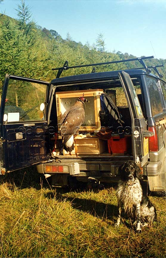 Dog and Eagle in a van