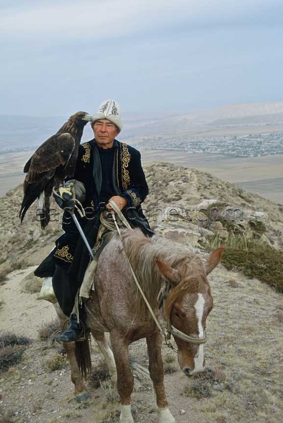 Acek, Kyrgyz berkutchi