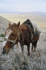Kyrgyz horse