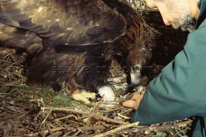 Golden Eagle on nest