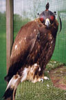 Eagle hooded