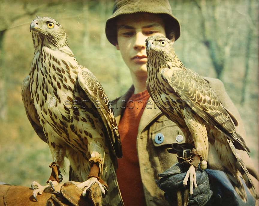 Goshawk falconry