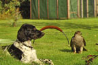 Munsterlander dog and Goshawk
