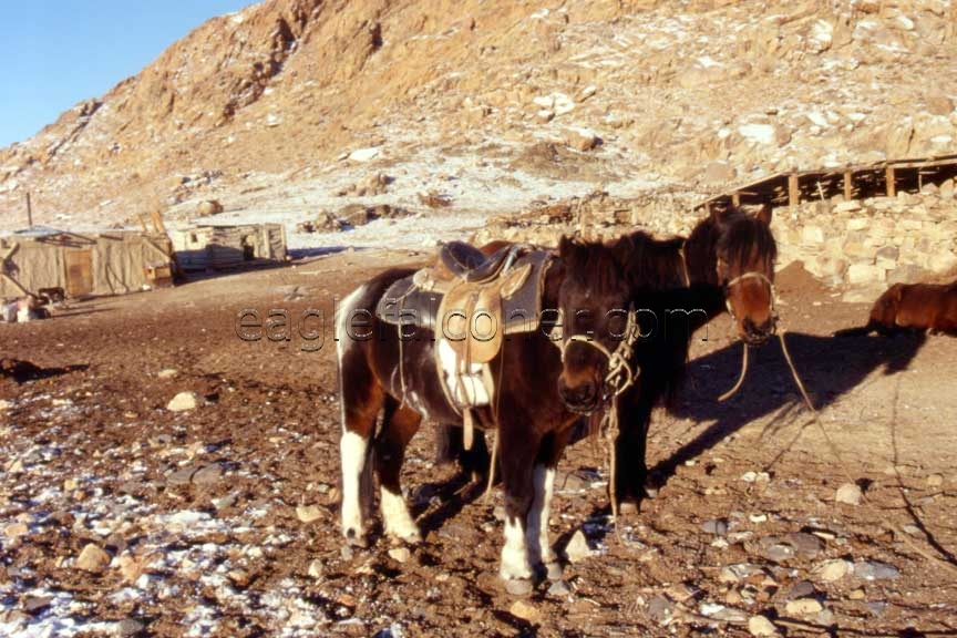 Mongolian Kazakh saddle