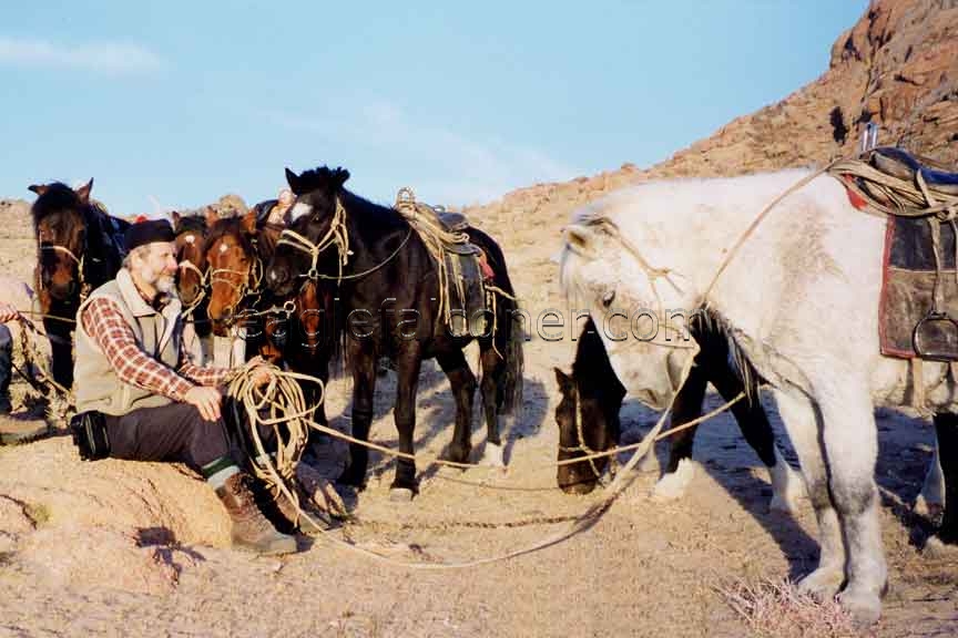 Mongolian Kazakh Horses