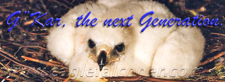 GKar, captive bred golden eagle