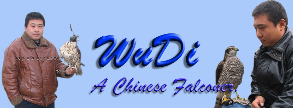 Wu Di a Chinese Falconer