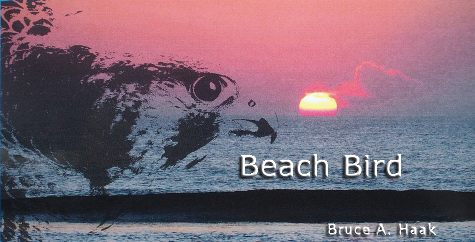 Beach Bird by Bruce Haak
